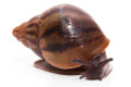 Achatina achatin achatina Ghana typ 1d juvenil